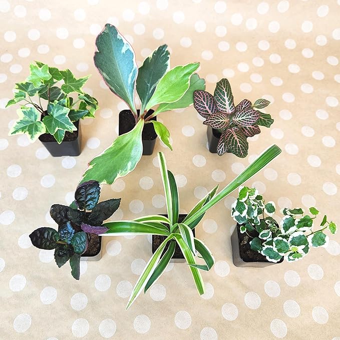 Easy to Grow Live Houseplants (12 Pack), Deluxe Collection of Assorted Air Purifying Indoor Plants, Peperomia, Spider Plants, Pothos, Easy Plant Care, 2 in Pots, Begonia, Croton