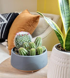Altman Plants, Assorted Cactus Plants Live Plants (3PK), Cactus Plant Live Succulents Plants Live Cactus Decor, Indoor Plants Live House Plants in Cactus Soil, Live Cacti Plants Live Succulent Plants