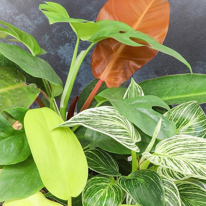 Live Philodendron Houseplants (3PK) Indoor Houseplant Philodendrons Mix Pack, Real Indoor Plants for Beginners, Rotating Assortment, Easy Plant Care