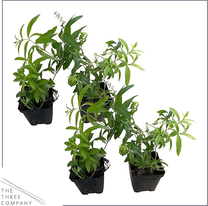 Live Aromatic and Edible Herb - Lemon Verbena (4 Per Pack) - Naturally Improves Sleep Quality - 6" Tall by 4" Wide in 1 Pint Pot