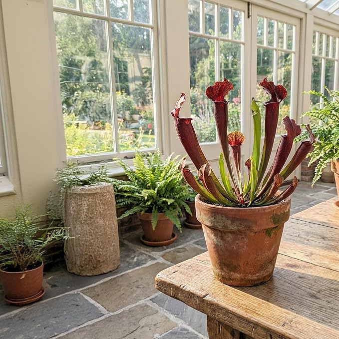 ragnaroc Sarracenia Purpurea SSP. Venosa 2-4" (Purple Pitcher Plant) & Dionaea Muscipula 2-4" (Venus Fly Trap) 4ct – Live Plant for Indoor Outdoor Use, Carnivorous Plants – Live Arrival Guaranteed