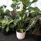 Altman Plants Peace Lily Plant Decor with 6 Inch White Plant Pot, Easy to Grow House Plant, Desk Plant & Office Plant, Easy Plant Gift, Air Purifying Plants Grow in Indoor Plant Potting Soil Mix