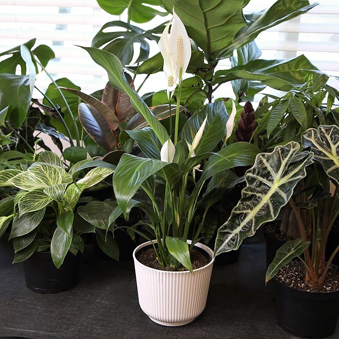 Peace Lily Plant, Houseplant Decor in 6" White Pot, Easy Flowering Gift, Peace Lilies, Indoor Plants, Spathiphyllum Gifts, Office Plants, Decorative Plants & Houseplants by Plants for Pets