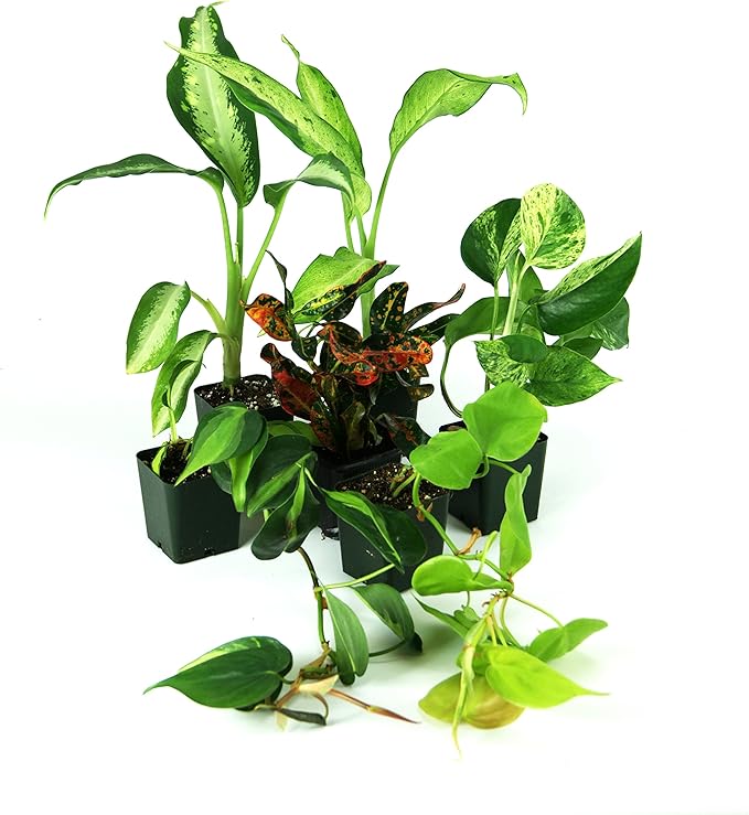 Josh's Frogs 12x12x20 Crested Gecko Vivarium Plant Kit