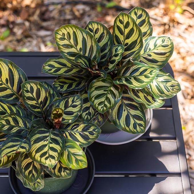 PERFECT PLANTS Peacock Calathea in a 6in. Growers Pot | Beautiful Indoor Prayer Plant Variety | Unique Easy Care Houseplant