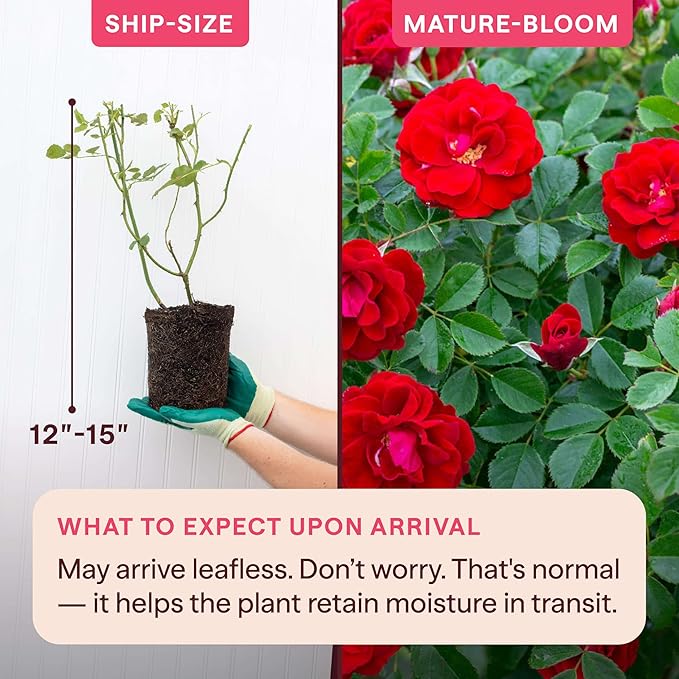 Heirloom Climbing Roses, Live Own Root Plant for Outdoor Garden, Cherry Frost™, Lightly Fragrant, Hardiness Zones 4-8, Repeat Blooming