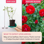 Heirloom Climbing Roses, Live Own Root Plant for Outdoor Garden, Cherry Frost™, Lightly Fragrant, Hardiness Zones 4-8, Repeat Blooming