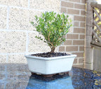 Brussel's Bonsai Live Harland Boxwood Bonsai Tree - Medium, 5 Years, 8 to 12 Inches Tall - Outdoor Bonsai Tree with Ceramic Bonsai Pot and Bonsai Tray