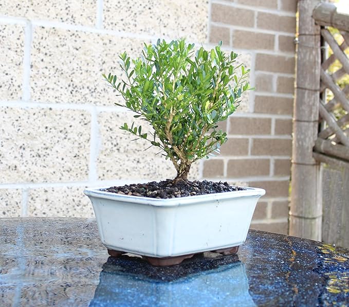 Brussel's Bonsai Live Harland Boxwood Bonsai Tree - Medium, 5 Years, 8 to 12 Inches Tall - Outdoor Bonsai Tree with Ceramic Bonsai Pot and Bonsai Tray