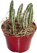 Fat Plants San Diego Succulent Plant(s) Fully Rooted in 4 inch Planter Pots with Soil - Real Live Potted Succulents/Unique Indoor Cactus Decor (1, Senecio stapeliaeformis)
