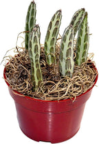 Fat Plants San Diego Succulent Plant(s) Fully Rooted in 4 inch Planter Pots with Soil - Real Live Potted Succulents/Unique Indoor Cactus Decor (1, Senecio stapeliaeformis)