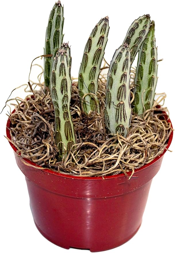 Fat Plants San Diego Succulent Plant(s) Fully Rooted in 4 inch Planter Pots with Soil - Real Live Potted Succulents/Unique Indoor Cactus Decor (1, Senecio stapeliaeformis)
