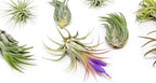 Air Plant Shop 12 Pack Assorted Ionantha Air Plants - Wholesale and Bulk - Succulents - Live Tillandsia - Easy Care Indoor and Outdoor House Plants