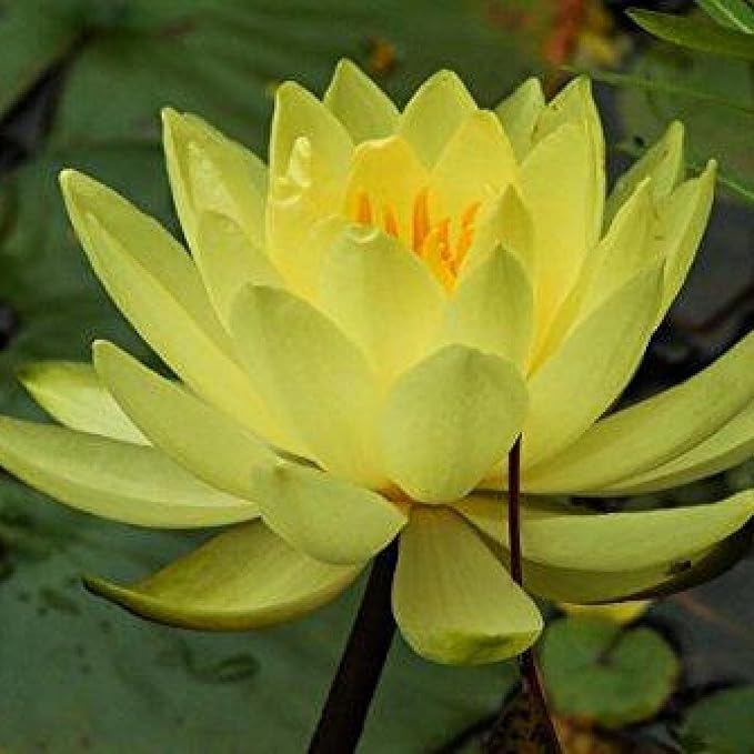 Chalily Water Lily Aquatic Plants Live Lilies Real Small or Big Pond Plant Lilly Ponds Cold Hardy Pads Grow waterlillies Flowering rhizomes Outdoor lilys Waterlily Lillies pre Grown lillys pad Yellow