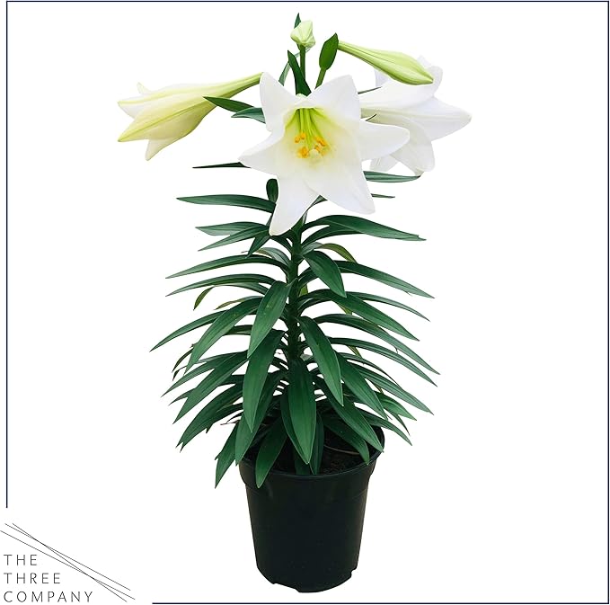 Live Flowering Easter Lily in Deco Cover, 3+ Blooms Per Plant, 12" Tall by 6" Wide in 1.25 Qt Pot