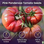 Pink Ponderosa Heirloom Tomato Seeds - Large Tomato - One of the Most Delicious Tomatoes for Home Growing, Non GMO - Neonicotinoid-Free.