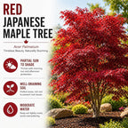 2-Pack Live Red Japanese Maple Tree Starts – Acer Palmatum Seedlings – Ornamental Landscape Trees – Vibrant Spring Color – Easy to Grow Starter Plants