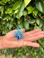 Air Plants - Tillandsia Ionantha - Organically Enhanced Color - Live Arrival Guaranteed - House Plants for Home Decor & Gift (2 Tone 4pk) (2 Tone 4Pk Coastal Hues)