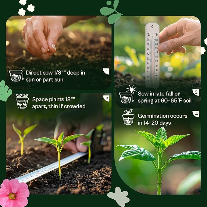SVI 900 Queen Anne's Lace Seeds for Planting, Bishop's Flower Seed Packets (Ammi majus) - Bullwort, Laceflower, Heirloom Wildflower, False Annes Lace - Wild Flower Seeds to Plant Outside