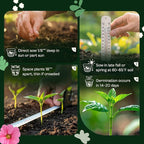 SVI 900 Queen Anne's Lace Seeds for Planting, Bishop's Flower Seed Packets (Ammi majus) - Bullwort, Laceflower, Heirloom Wildflower, False Annes Lace - Wild Flower Seeds to Plant Outside