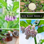 Sow Right Seeds - Comfrey Seeds for Planting - Non-GMO Heirloom Packet with Instructions to Plant an Outdoor or Indoor Herb Garden - Roots & Leaves for Home Remedies - Medicinal Salve, Oil, Tea (3)
