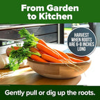 HOME GROWN 𝗨𝗦𝗔 𝗣𝗥𝗘𝗠𝗜𝗨𝗠 Cherry Belle Radish Seeds 800 & Tendersweet Carrots Seeds 2 Pack 6000