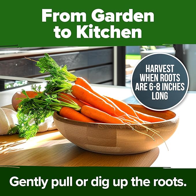 HOME GROWN 𝗨𝗦𝗔 𝗣𝗥𝗘𝗠𝗜𝗨𝗠 Cherry Belle Radish Seeds 800 & Tendersweet Carrots Seeds 2 Pack 6000