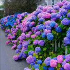 35pcs Blue Pink Purple Hydrangea Seeds - Stunning Perennial Flowers for Colorful Garden Blooms - Hardy Plant Seeds for Gardening Enthusiasts - Easy-to-Grow Variety for Landscape Beautification