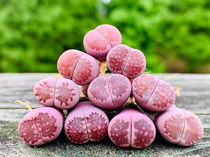 Pack of 3 Rare Lithops Salicola 'Sato's Violet' Bacchus Purple Color Living Stone Plant (Medium)