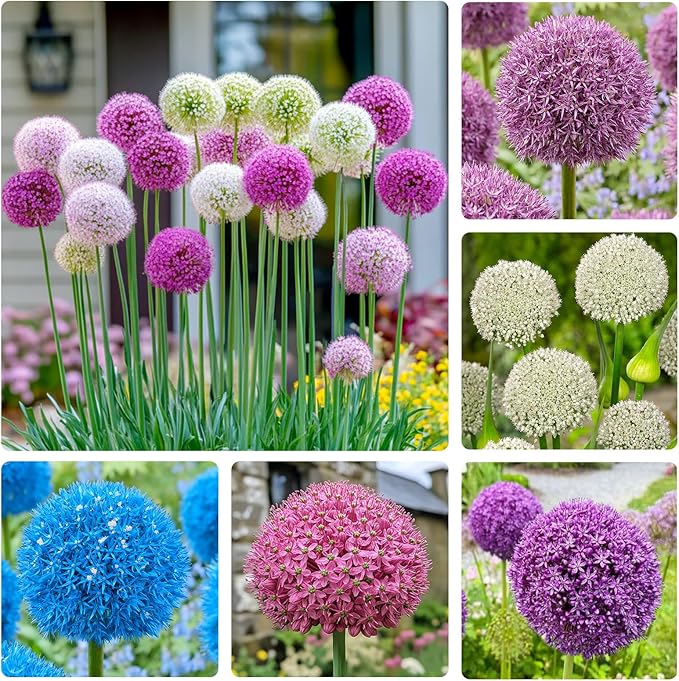 240+ Mix Rare Allium Giganteum Flower Seeds for Planting-Non-GMO Heirloom Plant Seeds Garden Outdoor