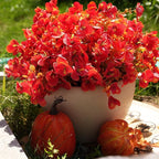 Artificial Flowers for Outdoor, UV Resistant Fake Silk Pansies Flowers, Realistic Faux Plants for Outside Indoor Porch Patio Window Box Planter Home Decor (12, Orange)