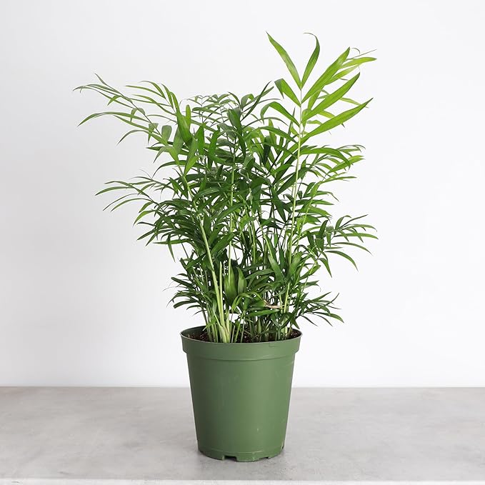 Thorsen's Greenhouse Parlor Palm Plant, Live Indoor Plant, Neanthe Bella Palm, Natural Air Purifier, Easy to Grow, Pet Safe Plant, 6-inch Diameter Pot (Nursery Pot (6" Pot))