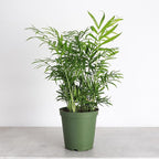 Thorsen's Greenhouse Parlor Palm Plant, Live Indoor Plant, Neanthe Bella Palm, Natural Air Purifier, Easy to Grow, Pet Safe Plant, 6-inch Diameter Pot (Nursery Pot (6" Pot))