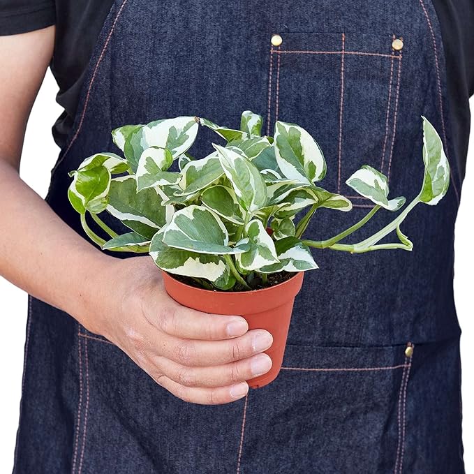 Pothos 'N'joy' Live Plant for Indoor | Different Houseplants in 4'' & 6'' Pot | Real House Plant for Living Room, Office, Desk & Bathroom | Epipremnum Aureum