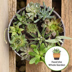 Succulent and Cactus Fertilizer in 5oz. Bag | Long Lasting Gentle Plant Food Formula for All Live Succulents, Cacti, and Other Desert Houseplants (Pack of 2)