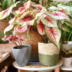 Gardenera Caladium Potting Mix - Promote Strong Roots and Captivating Patterns with Our Premium Blend - 4 Quart