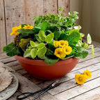 The HC Companies Shallow Planter with Drainage - Contemporary Garden Bowl Planter for Flowers, Herbs & More - Round Succulent Planter Pot for Indoors and Outdoors (24" Chocolate, Pack of 1)