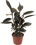 Shop Succulents | Standing Collection | Hand Selected, Air Purifying Live Burgundy Rubber Ficus Elastica Tree Indoor House Plant