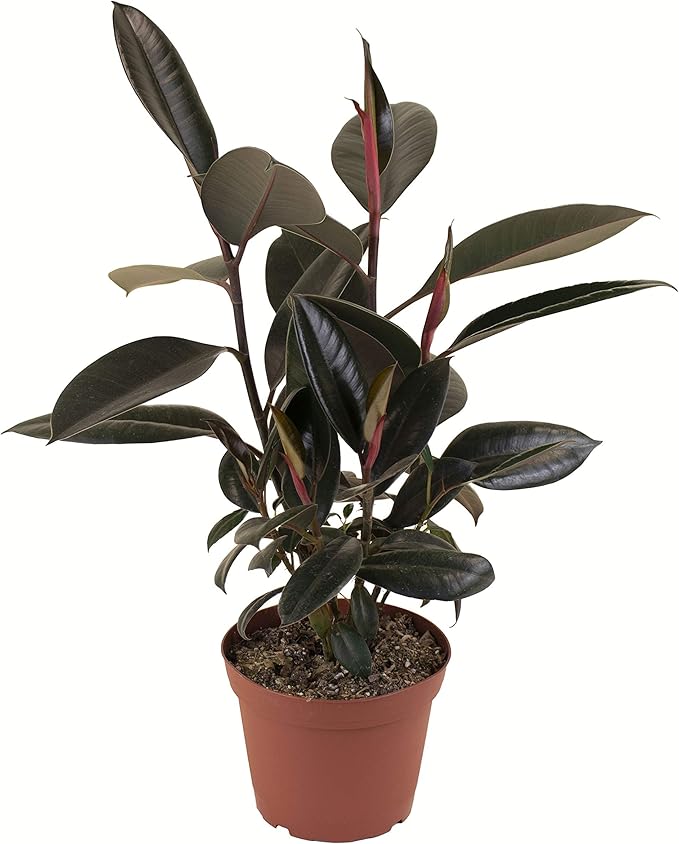 Shop Succulents | Standing Collection | Hand Selected, Air Purifying Live Burgundy Rubber Ficus Elastica Tree Indoor House Plant