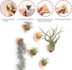 MITIME Air Plants Holders-Real Wood Live Air Plant Holders.Rustic Air Plant Stand,Wall-mounted to save space.(Plants not included)(Mix Set of 6)