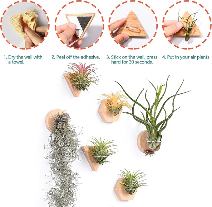 MITIME Air Plants Holders-Real Wood Live Air Plant Holders.Rustic Air Plant Stand,Wall-mounted to save space.(Plants not included)(Mix Set of 6)