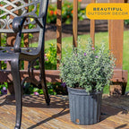 Costa Farms Texas Sage Live Plant | 10‑Inch Grower Pot | Blooming Purple Flowers | Drought‑Tolerant Evergreen Shrub | Landscape, Hedge & Pollinator Garden