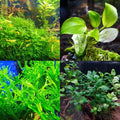Mainam 3 Different Anubias Nana Java Fern Windelov Java Moss Tropical Freshwater Live Aquarium Plant Decorations 3 Days BUY2GET1FREE