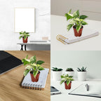 Marble Queen Pothos – Live 4” Epipremnum with Creamy Variegated Foliage | Easy-Care Trailing Vine | Air-Purifying Indoor Houseplant for Low Light Rooms, Office Desks or Home Decor (Heat Pack Included)