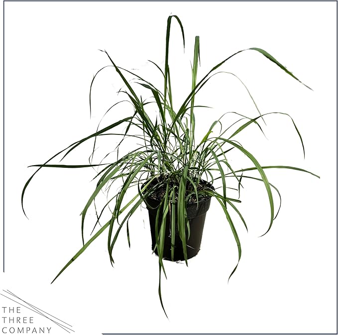 Live Healthy Lemongrass (2 Plants Per Pack) - Wards Off Pests - Natural Mosquito Repellant - Healthy and Fragrant - 10" Tall by 5" Wide in 1.5 Quart Pot