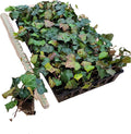English Ivy Hardy Groundcover/Climbing Vine 50 Plants 2" Pots