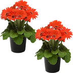 Live Flowering Gerbera Daisies - Orange (2 Plants Per Pack) - Beautiful Spring Flowers - 12" Tall by 5" Wide in 1 Qt Pot