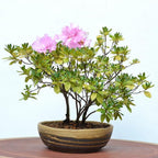 Wazakura Shigaraki Series Yellow Dust Stripe Glazed Ceramic Bonsai Pot Made in Japan, Garden Training Container, Flower Planter, Succulent Bowl - Yellow Sand Big Size