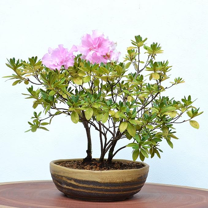 Wazakura Shigaraki Series Yellow Dust Stripe Glazed Ceramic Bonsai Pot Made in Japan, Garden Training Container, Flower Planter, Succulent Bowl - Yellow Sand Big Size