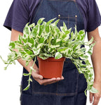 Pothos 'N'joy' Live Plant for Indoor | Different Houseplants in 4'' & 6'' Pot | Real House Plant for Living Room, Office, Desk & Bathroom | Epipremnum Aureum